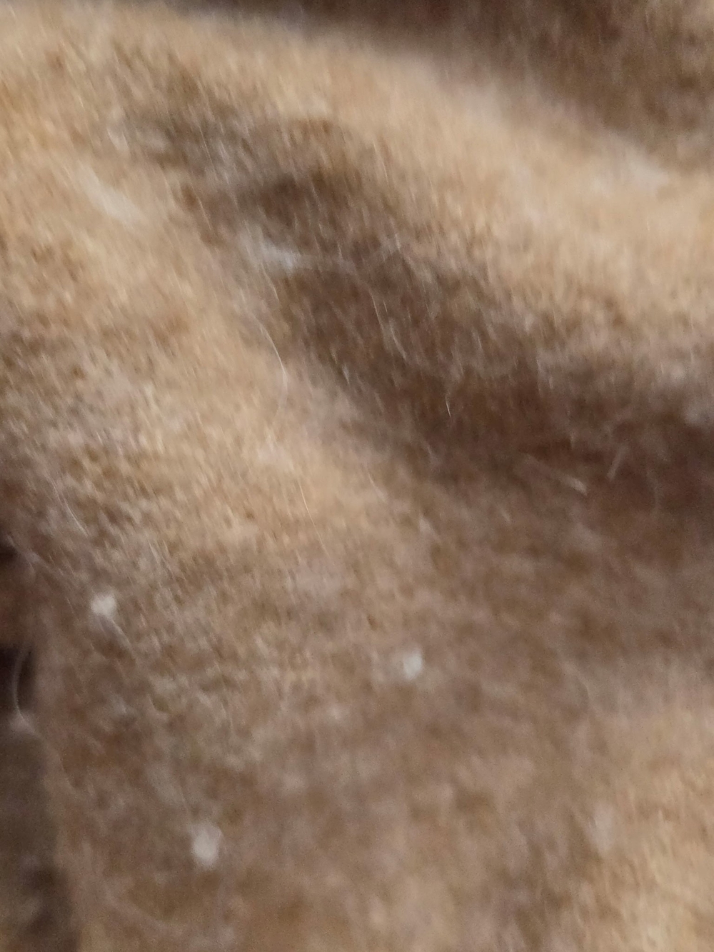 Teddy jacket label - Picture 9 of 9